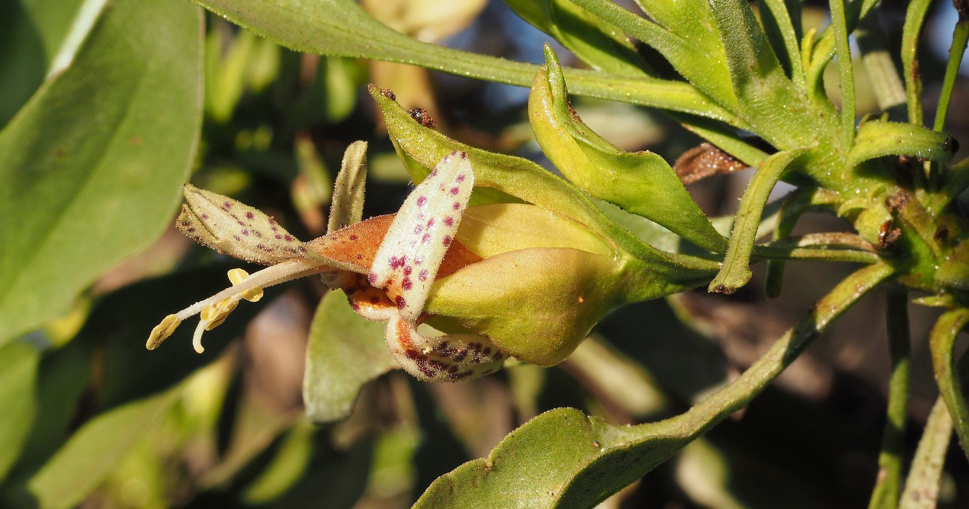 Eremophila galeata - ИноСМИ, 1920, 02.01.2022