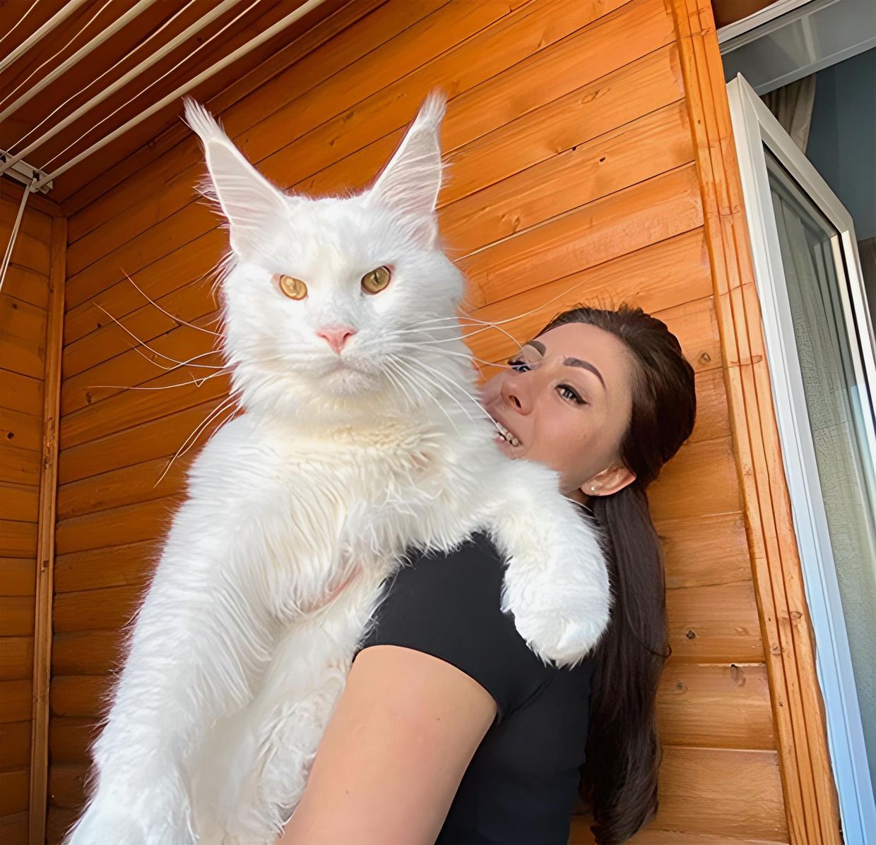 Кот Кефир
